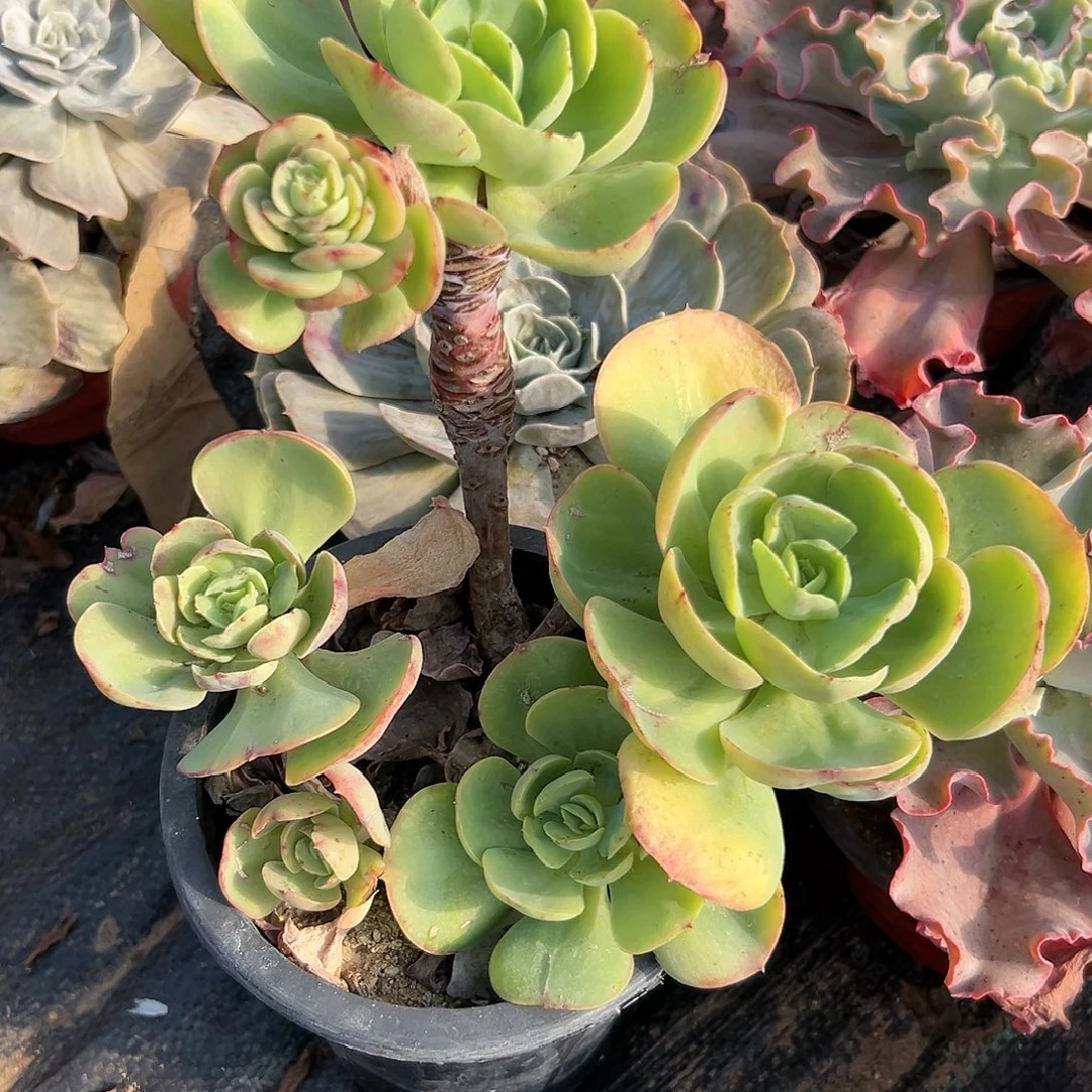 多肉植物鸡蛋碧桃