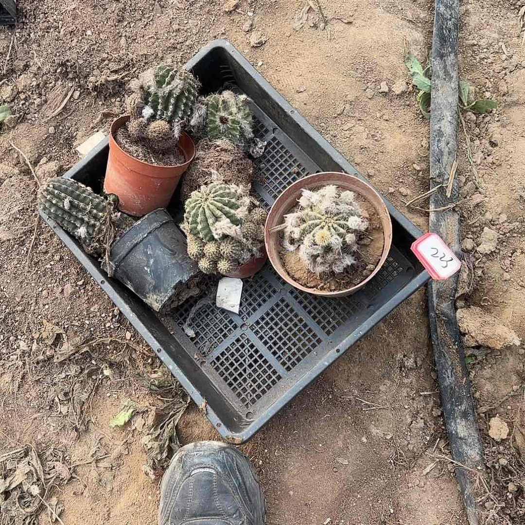 223筐瑕疵掉侧牙无售后