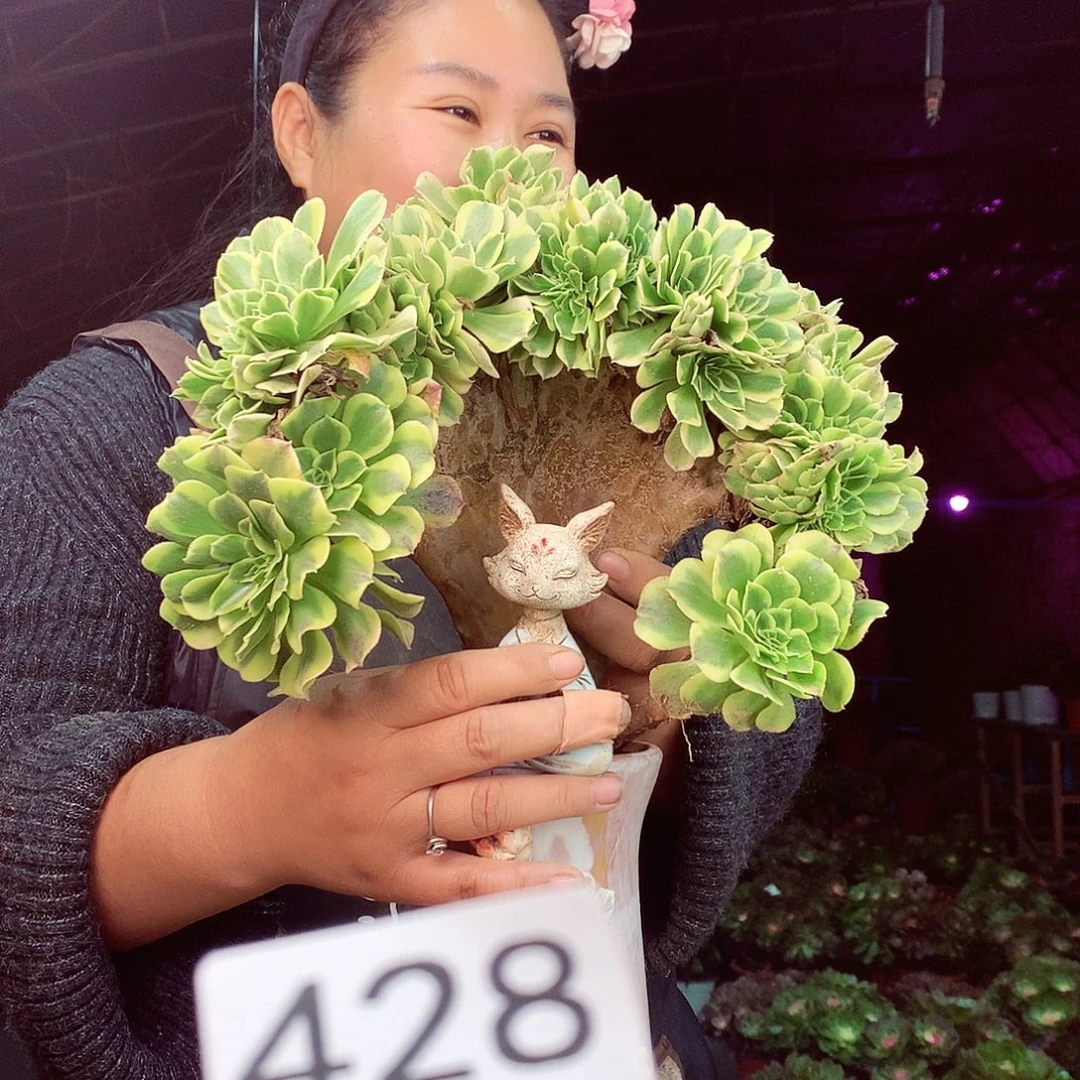 柒柒精品多肉脱土发货不包断侧枝处理428