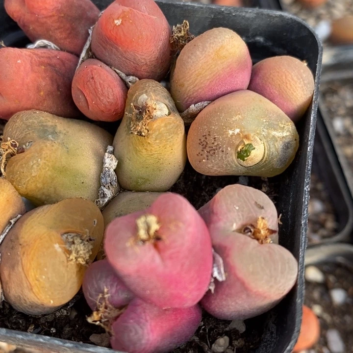 29174有伤一组一组