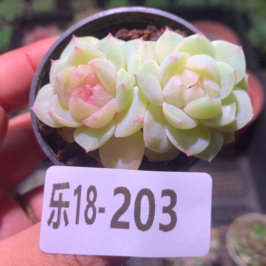 乐然18-203 新品双头