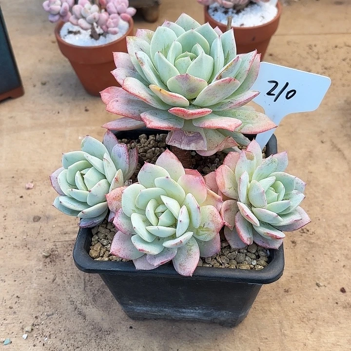 多肉植物，恋曲210号