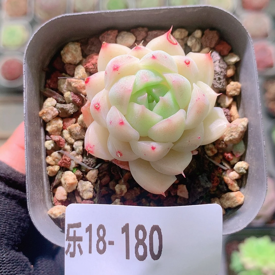 乐然18-180 麦秆单头