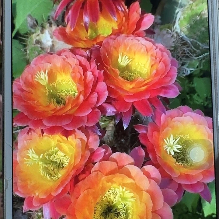 大满贯侧芽5公分左右毛花柱(20包邮)