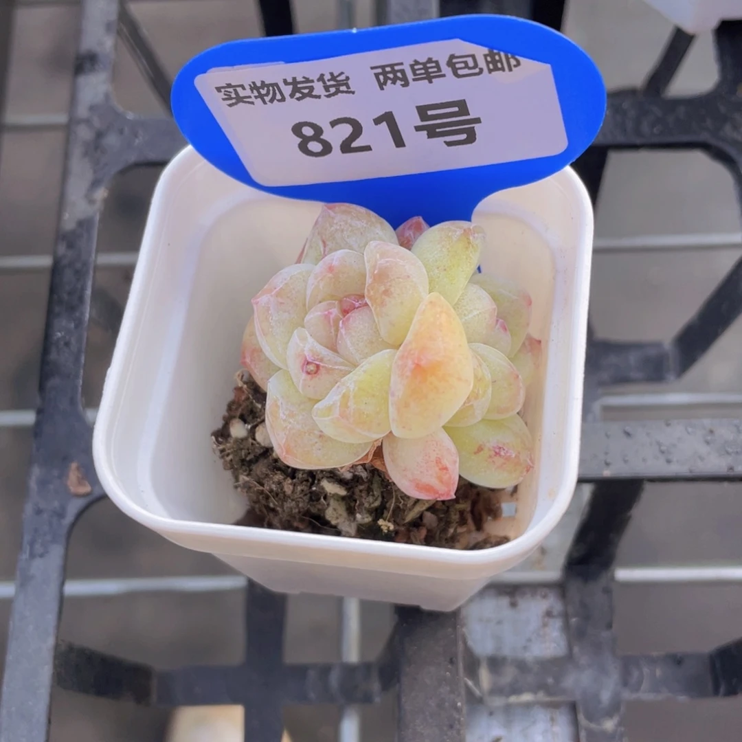 821号糖心冰玉石化