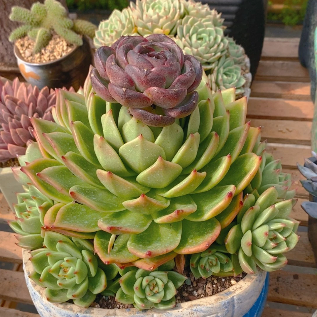 烟***灰多肉植物肉肉肉肉植物