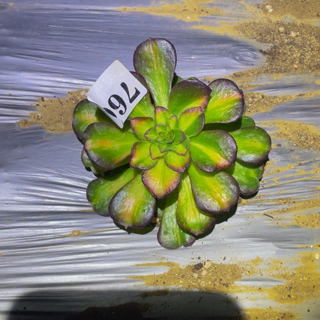 海王七彩多肉植物多肉植物760