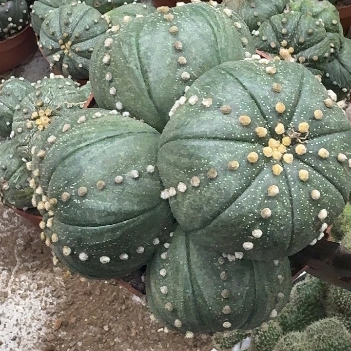 有***福无花朵兜群哈哈哈哈哈哈哈