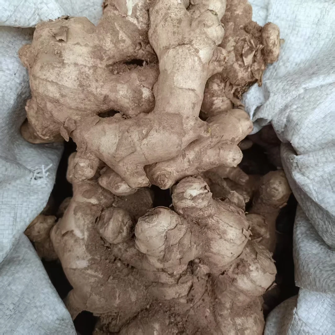 【箱装】广西农家生鲜姜丝密集辛辣味浓