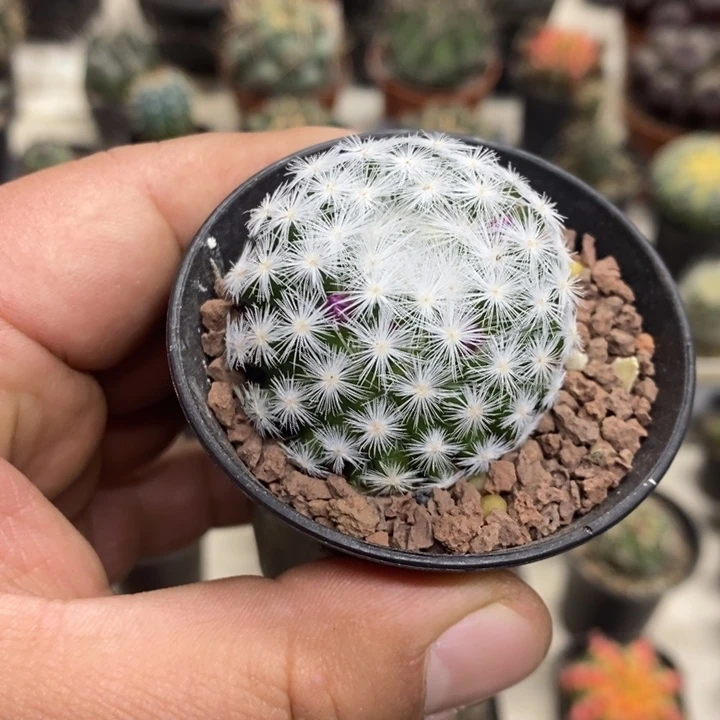 大春心特价福利包邮