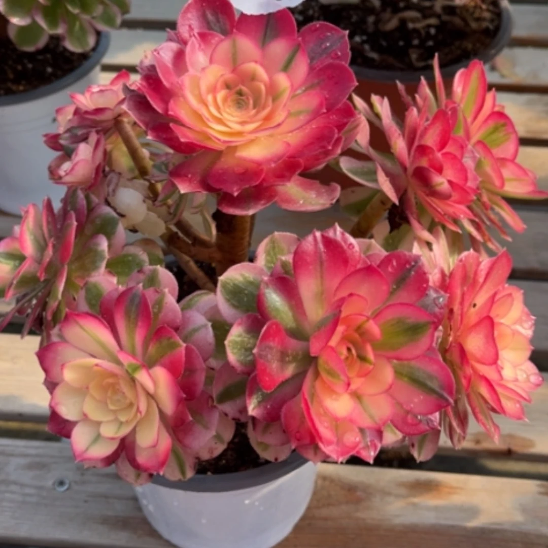 【闪购商品】半**过50倾城多肉法师