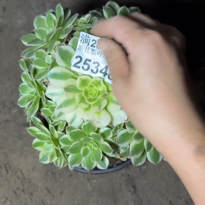 李***琴25348海鲜多肉植物
