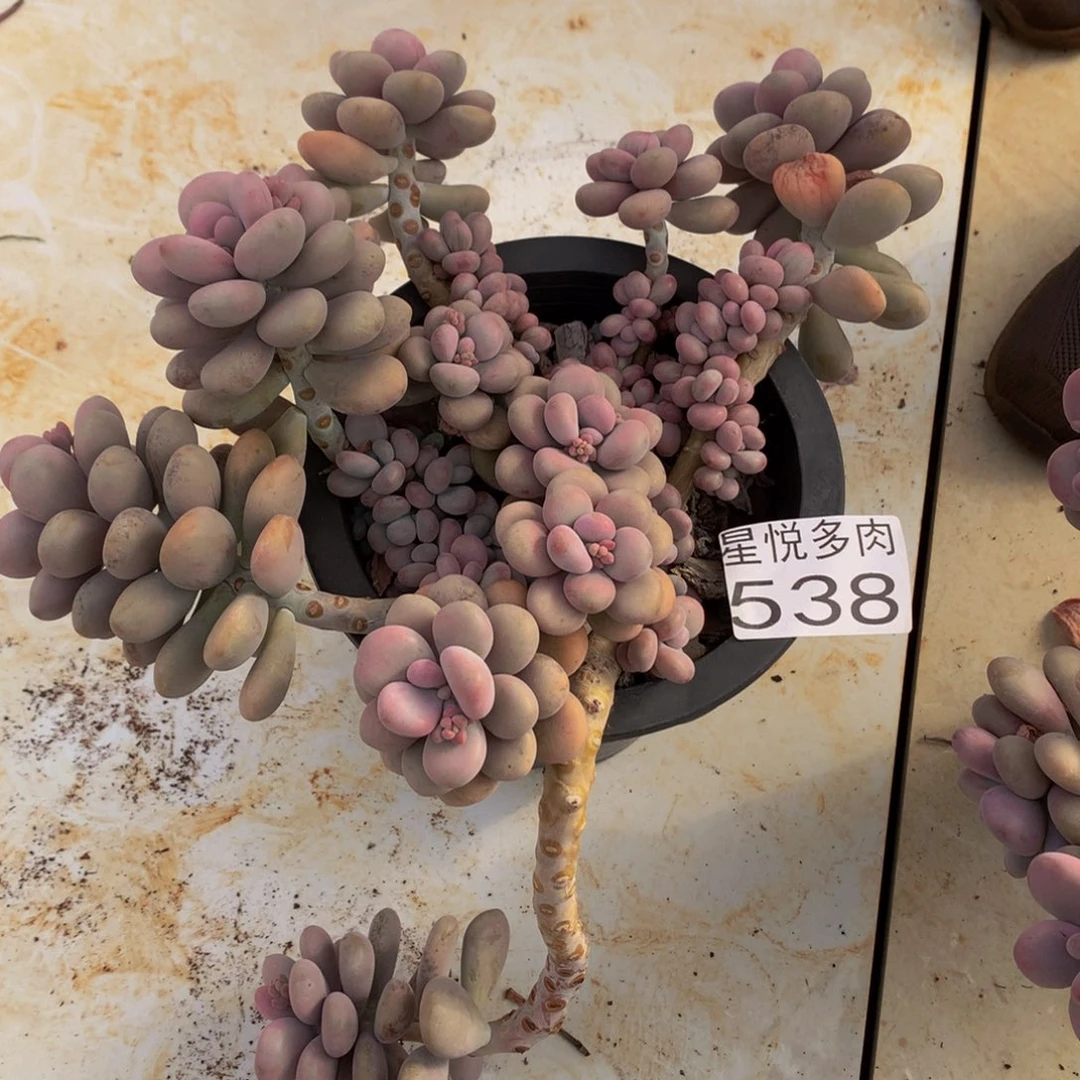 聪*星悅多肉 大桃蛋538