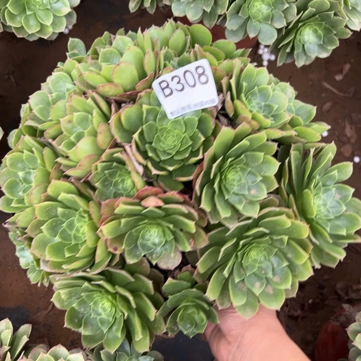 万圣夜多肉植物308.