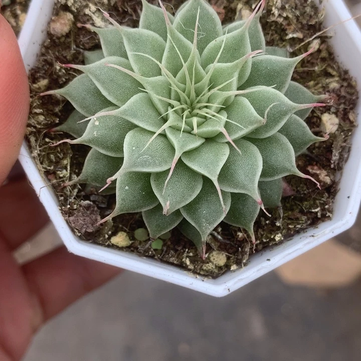 长睫毛。（满9.99包邮不满9.99发叶子）