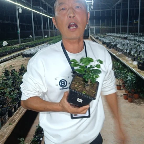 无花朵金弹子中国红018