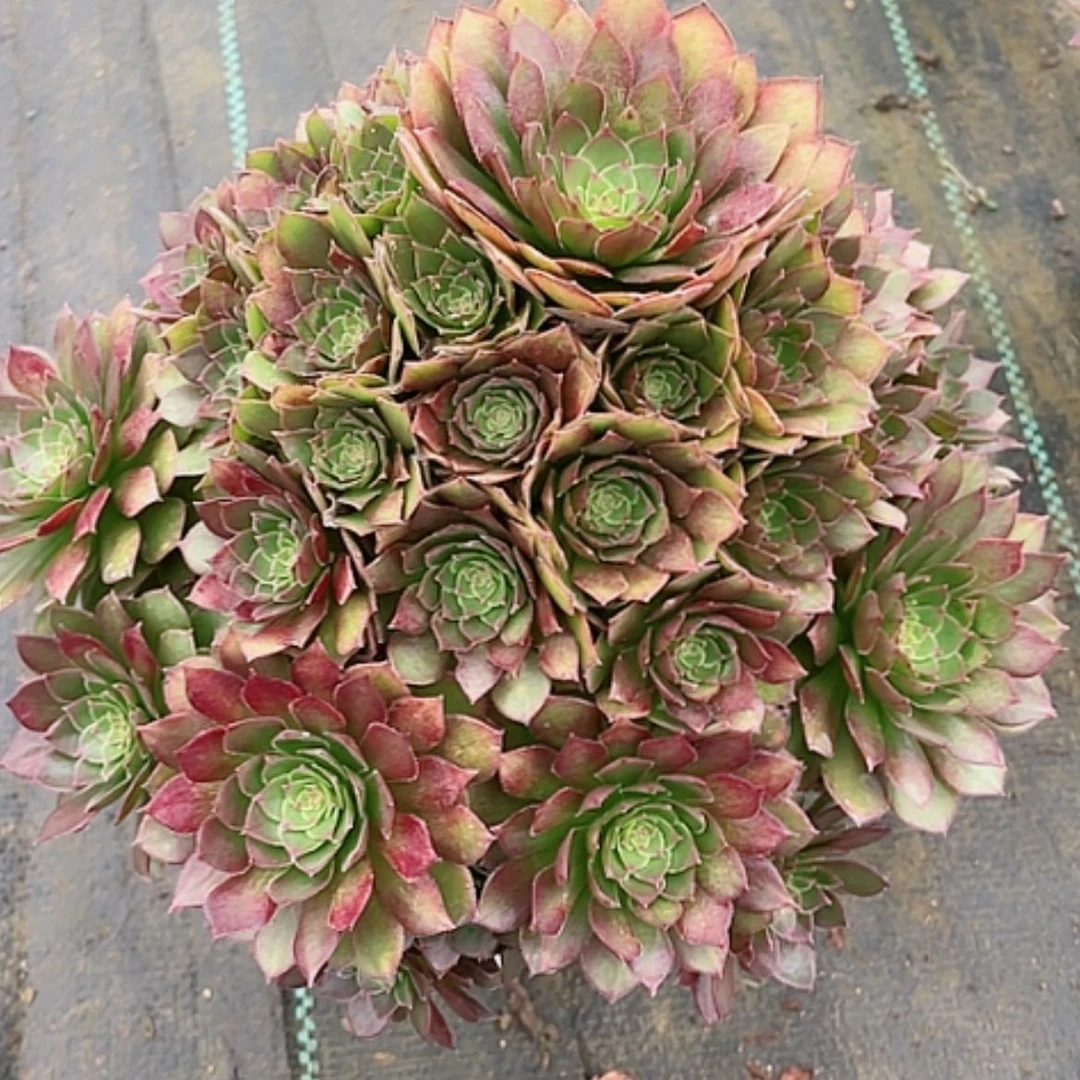 【闪购商品】法师好看也好养红魔