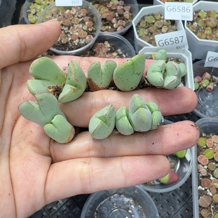 6594 生石花和肉锥