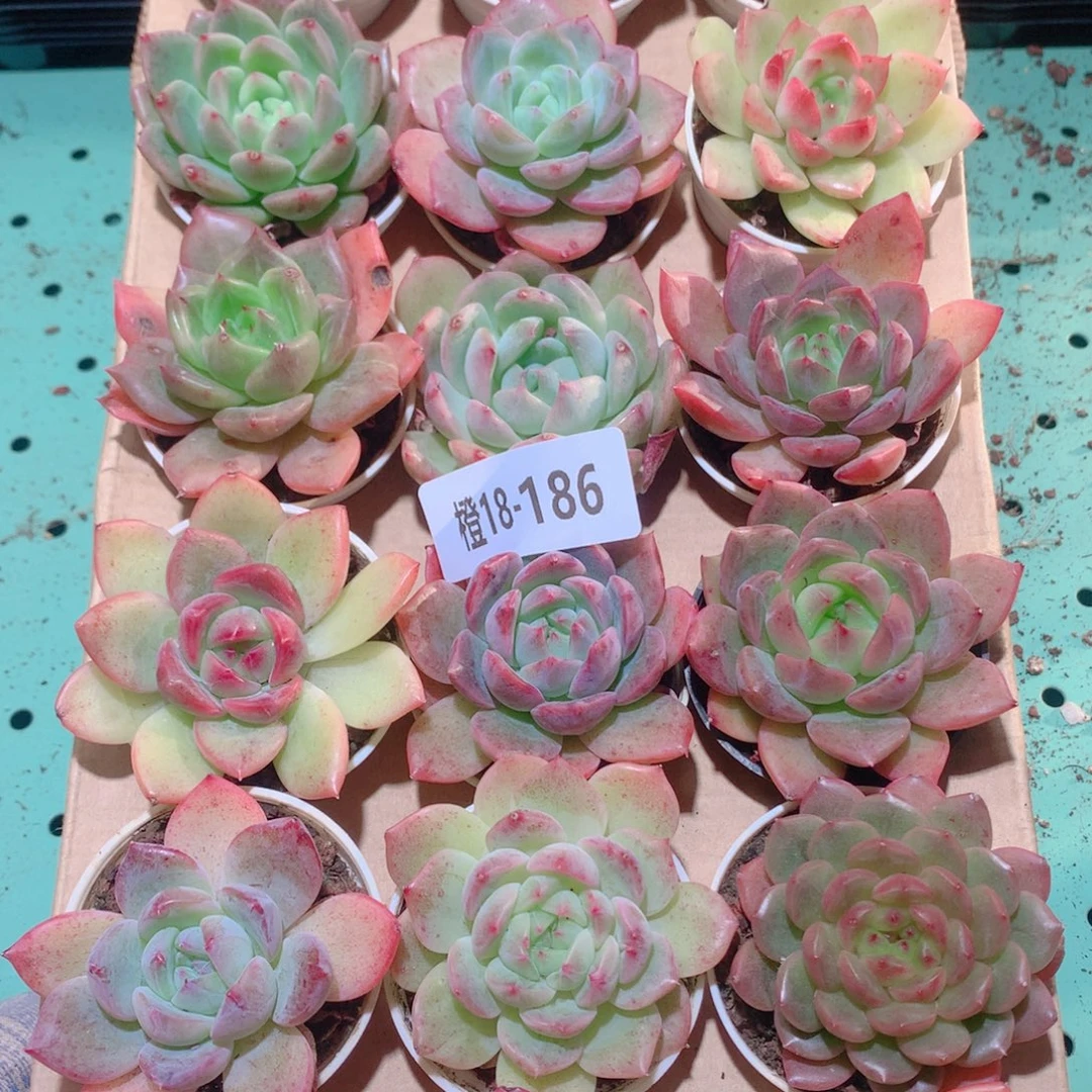 18-186一物一拍多肉带盆18颗