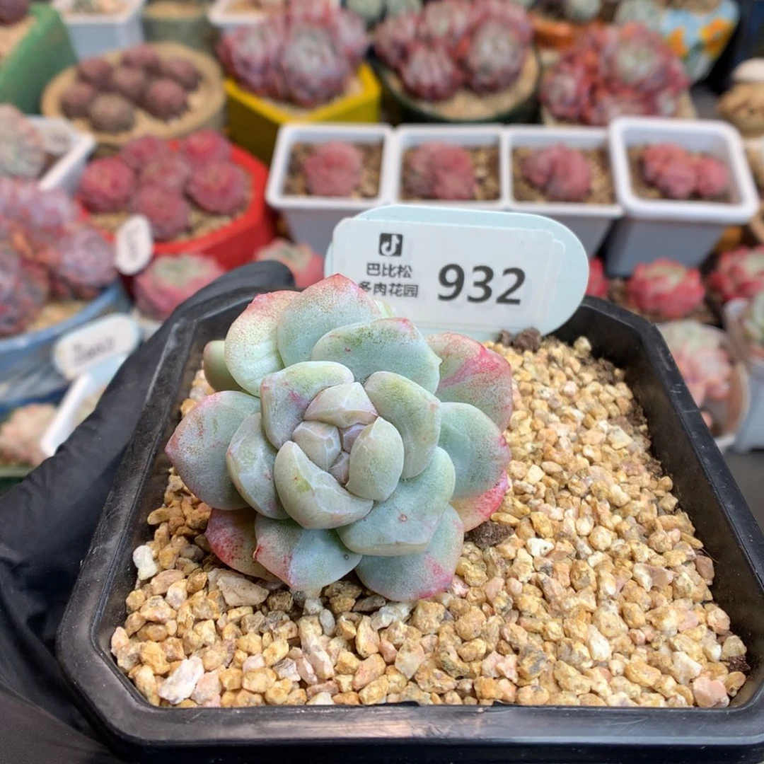 反*序932 冰玉石化多肉