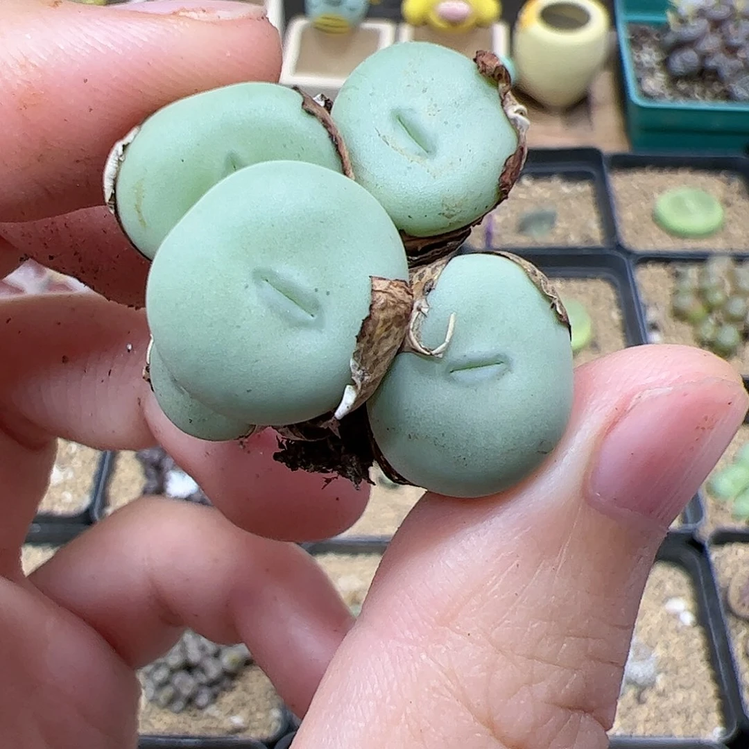【闪购商品】145 饼