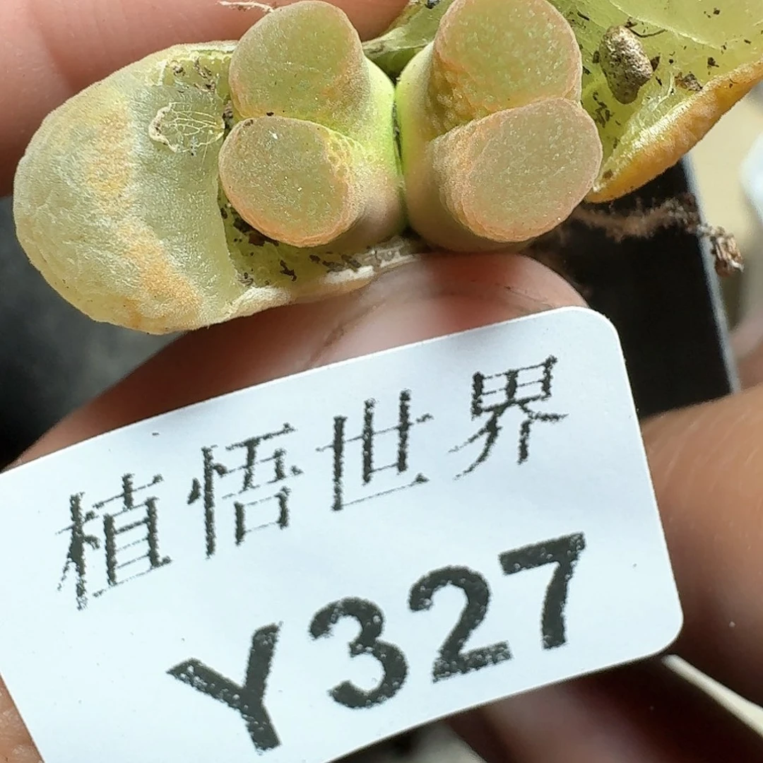 327盒多肉植物哇fv