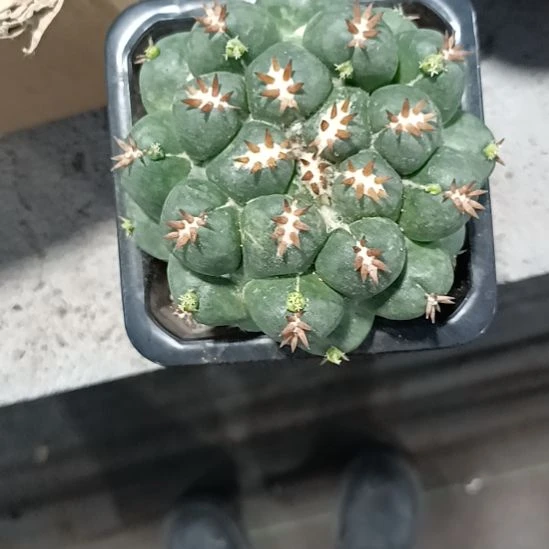 花花世界迷人眼球球好养