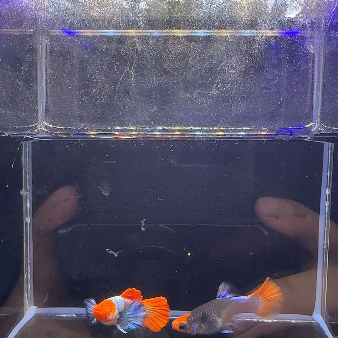 孔雀鱼红头白金象耳一对
