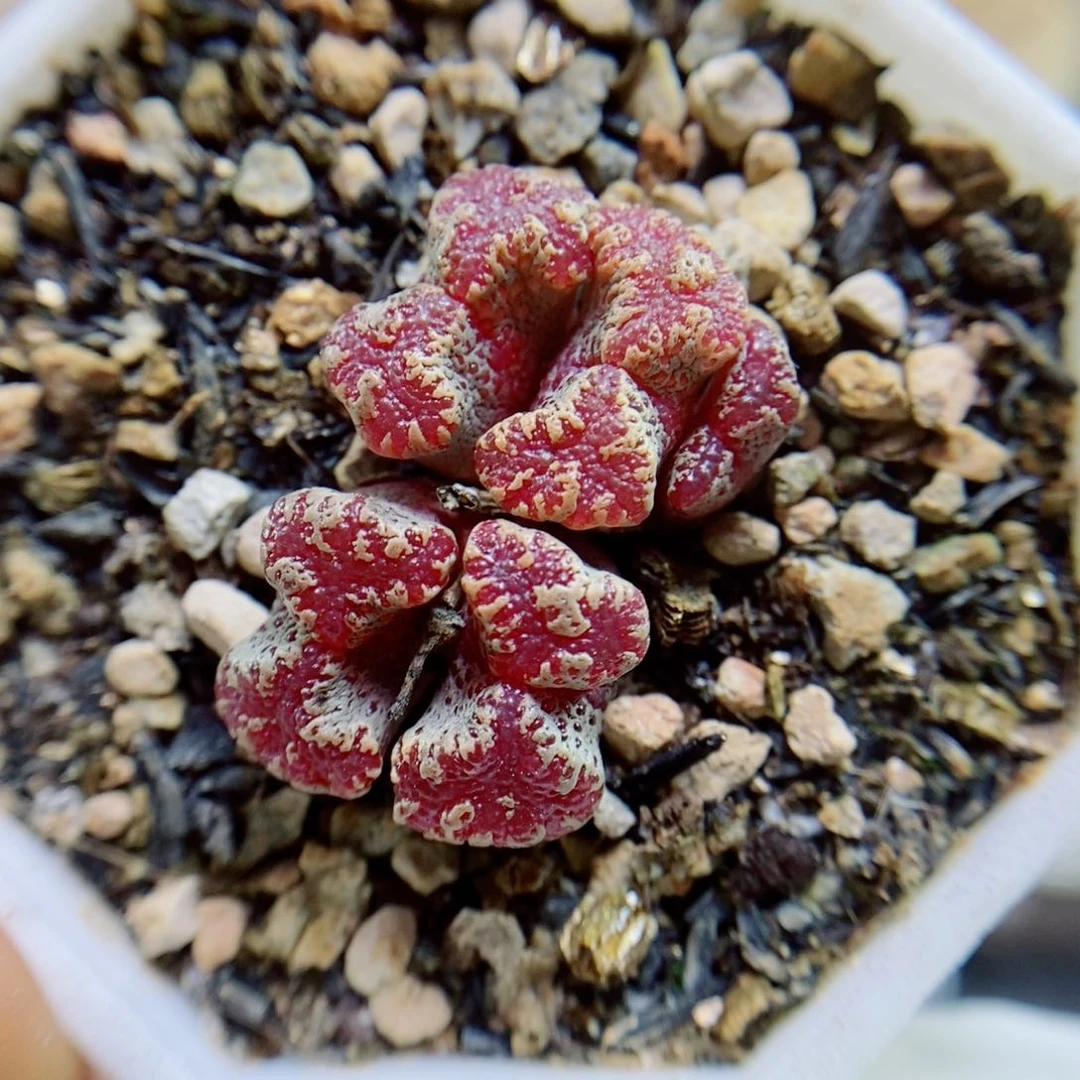生石花花花花花花花76