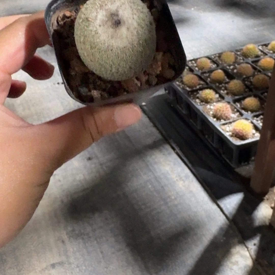 瑶****月世界仙人球5㎝盆