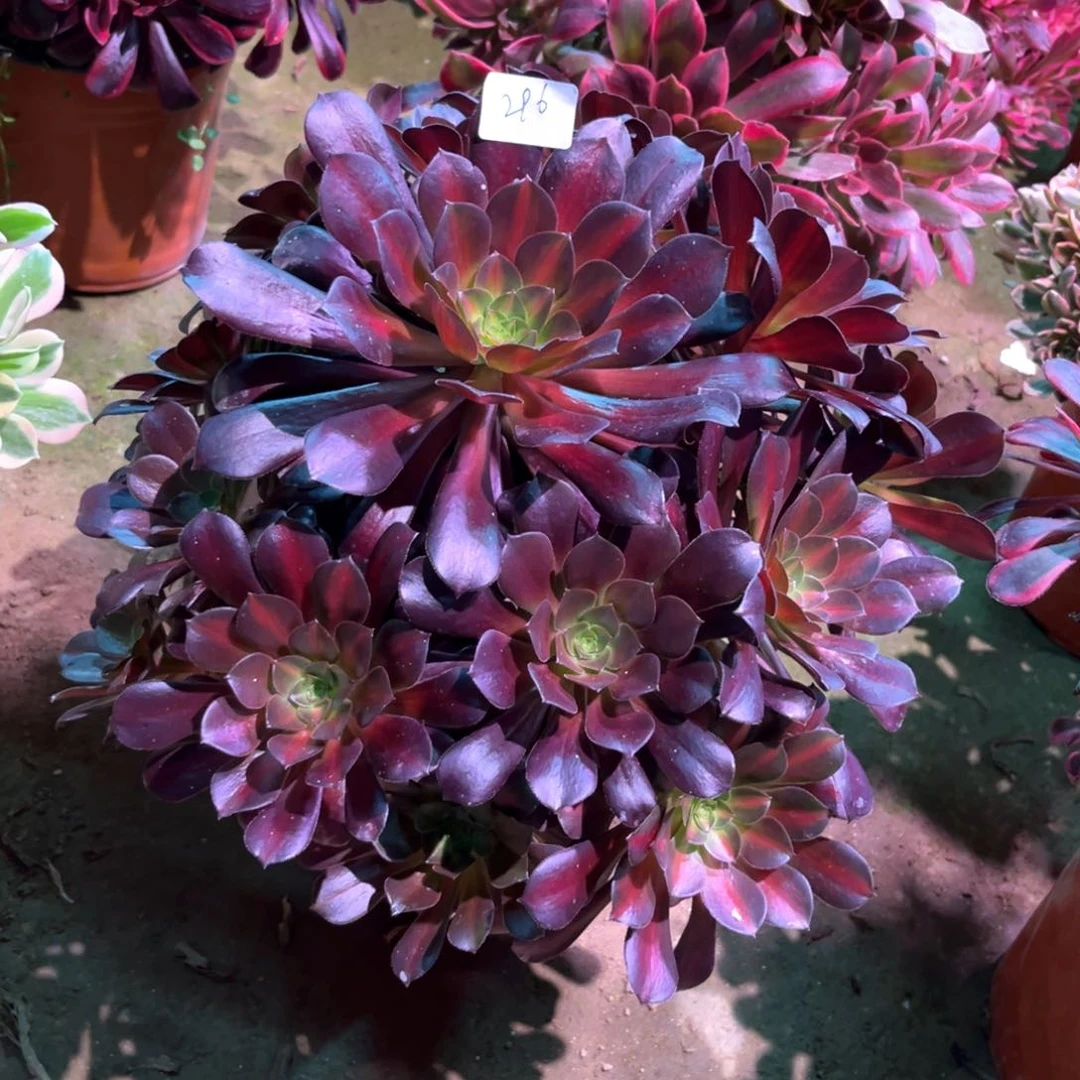 多肉植物华纳296