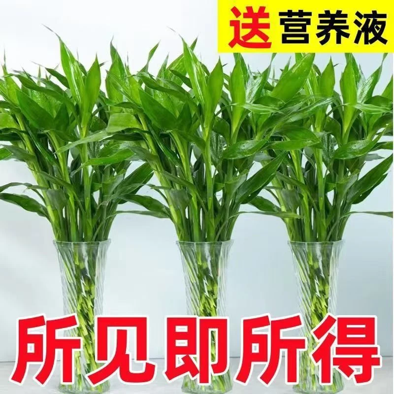 【70-80厘米高】优选富贵竹基地水培绿植四季常青净化空气室内盆栽