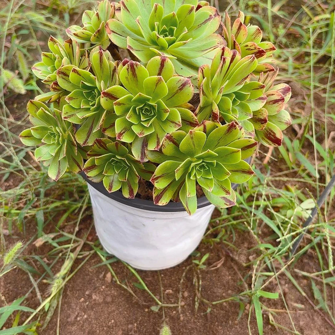 必火多肉植物小手捧