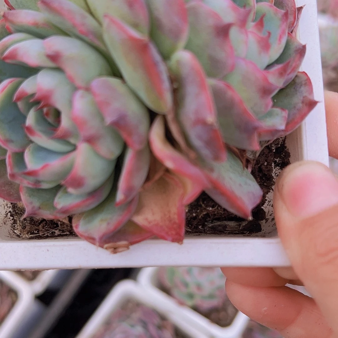 大吉娃娃双头19包邮多肉