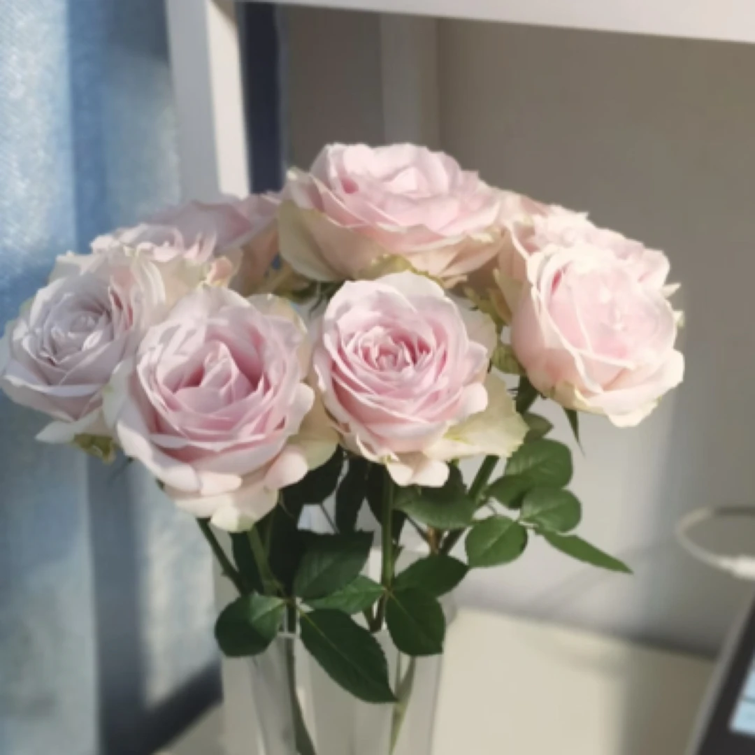 【噗噗玫瑰花园】 粉红雪山