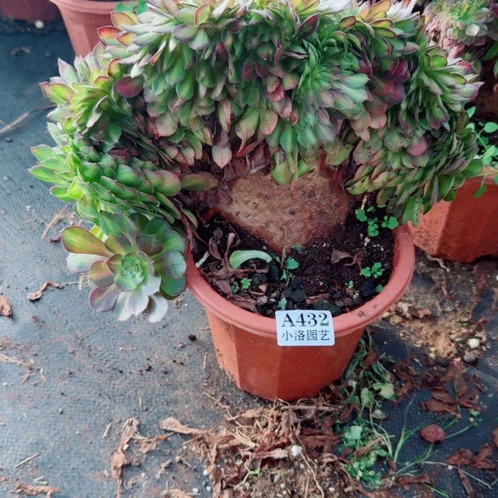 432号抹茶缀化法师植物