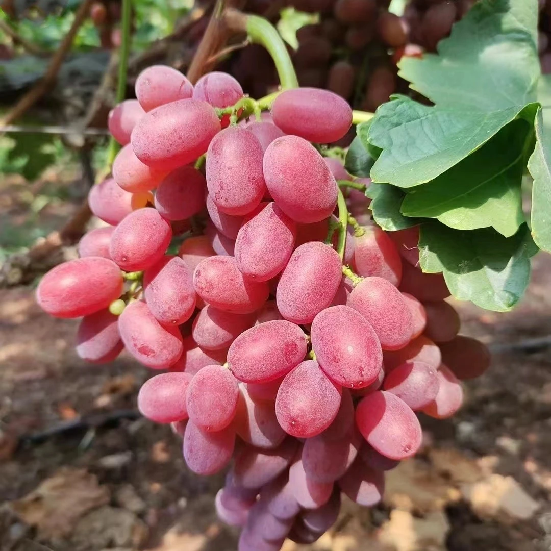 【周谷堆水果】澳洲无籽红提净重2斤自然甜应季现摘时令提子（14）