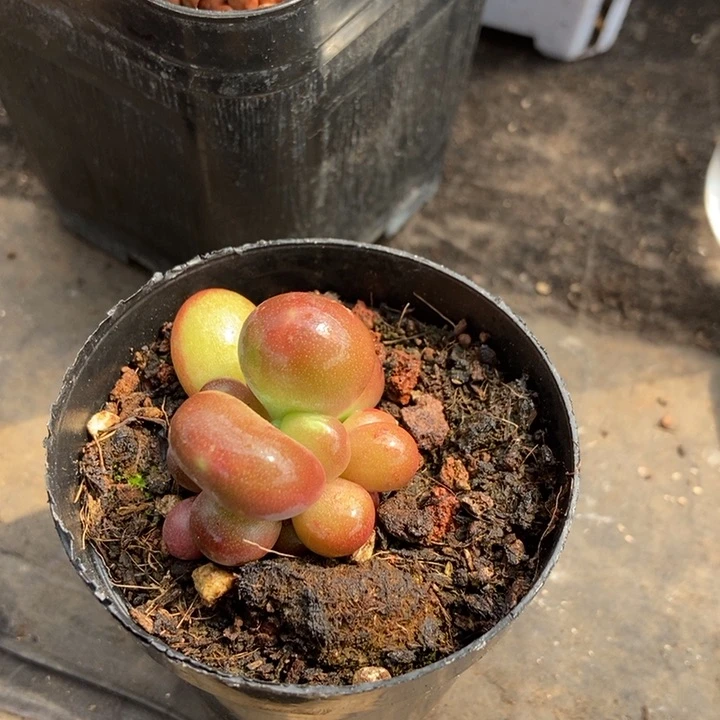 骑****女潘朵拉锦多肉植物