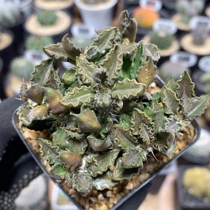 实生图拉大戟85号6.5cm