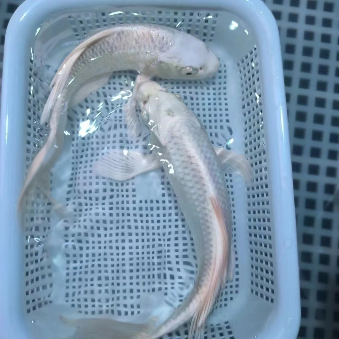 【18-20厘米纯色纯白两条】锦鲤金鱼冷水淡水鱼好养耐活