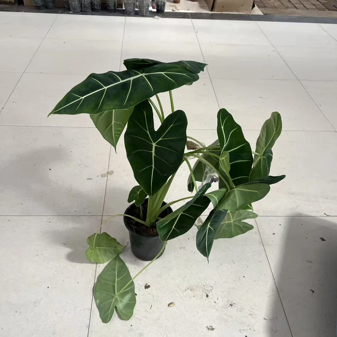 绿天鹅海芋室内观叶盆栽