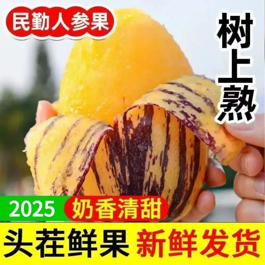 【新鲜爆汁】新鲜甘肃沙漠人参果黄心黄肉大果150g+到手7-16个