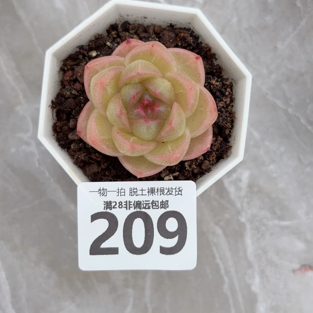m100多肉无盆土发货