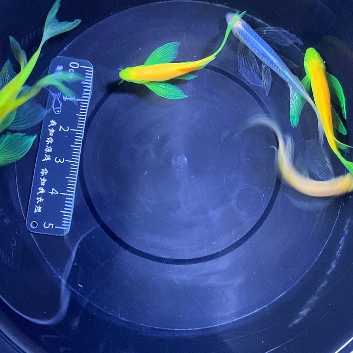 斑马鱼蝶翼斑马3.5-4厘米6条