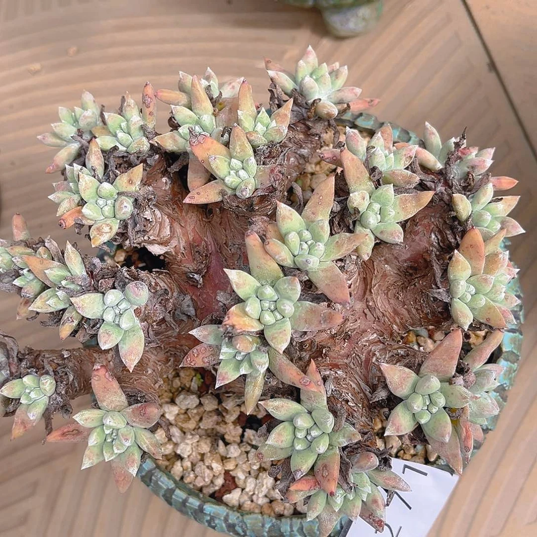 法瑞杂交老多头3271