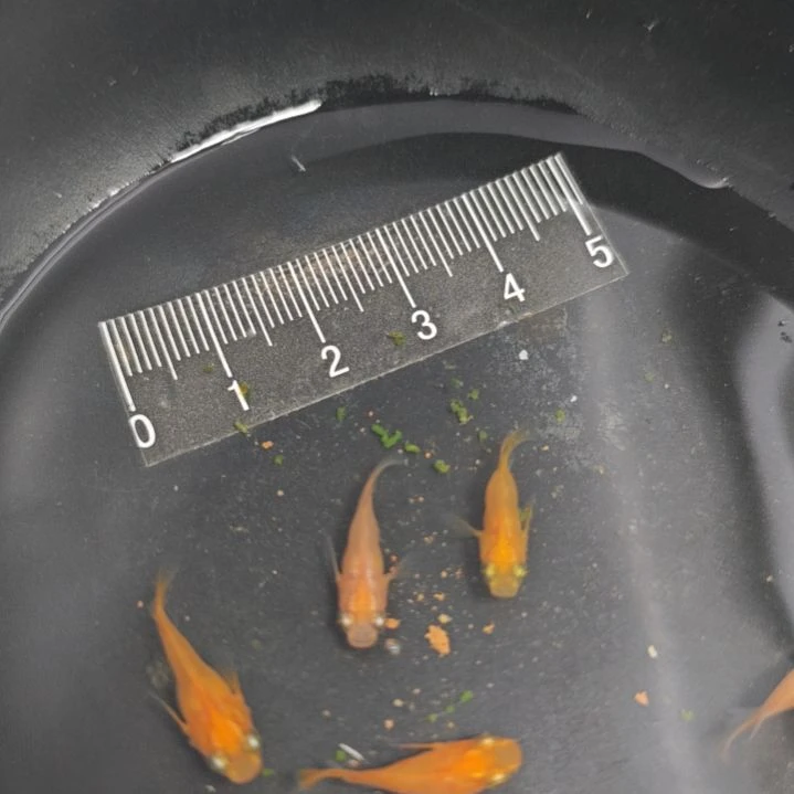 青鳉观背青鳉初恋球一组，35号