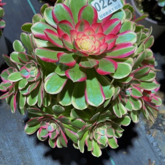 全部花苞孔雀翎有段指特价022666666