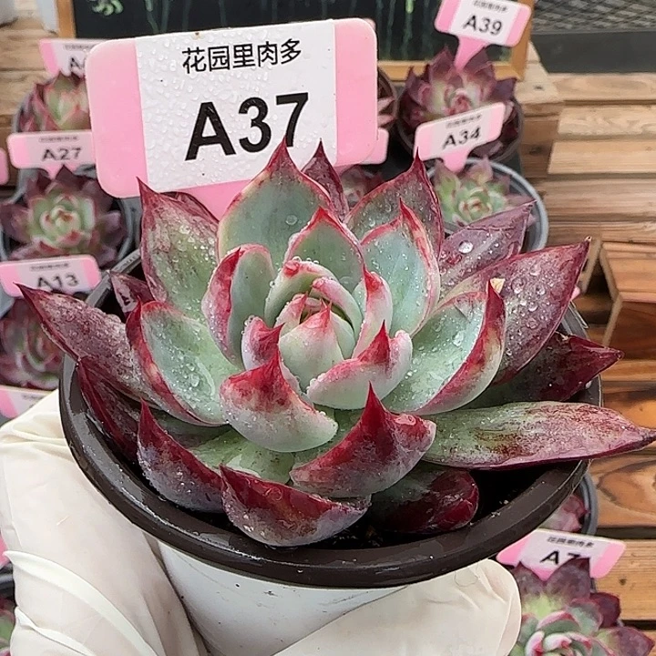 小***控A37 惊鸿仙子多肉植物