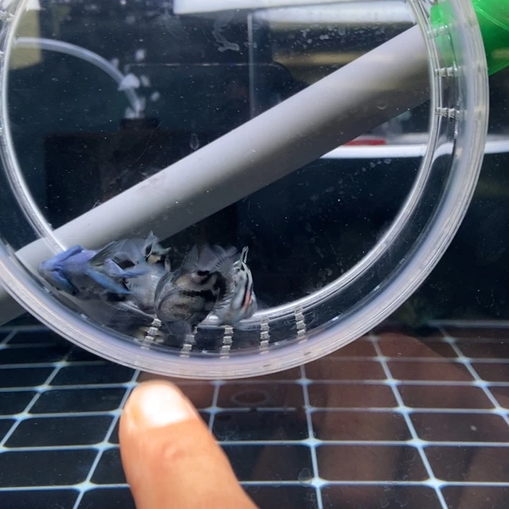 鹦鹉鱼微瑕一组宝蓝