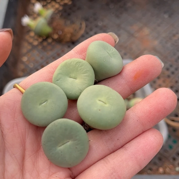 五颗小红嘴888888888